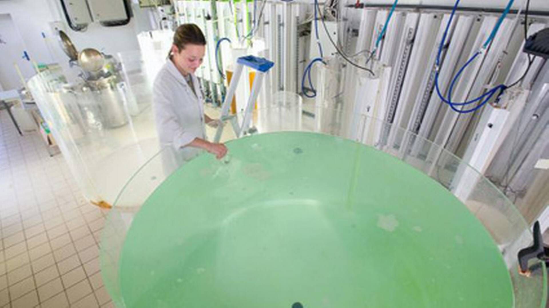Produktion af bioenergi ved hjælp af alger. | Foto: EU