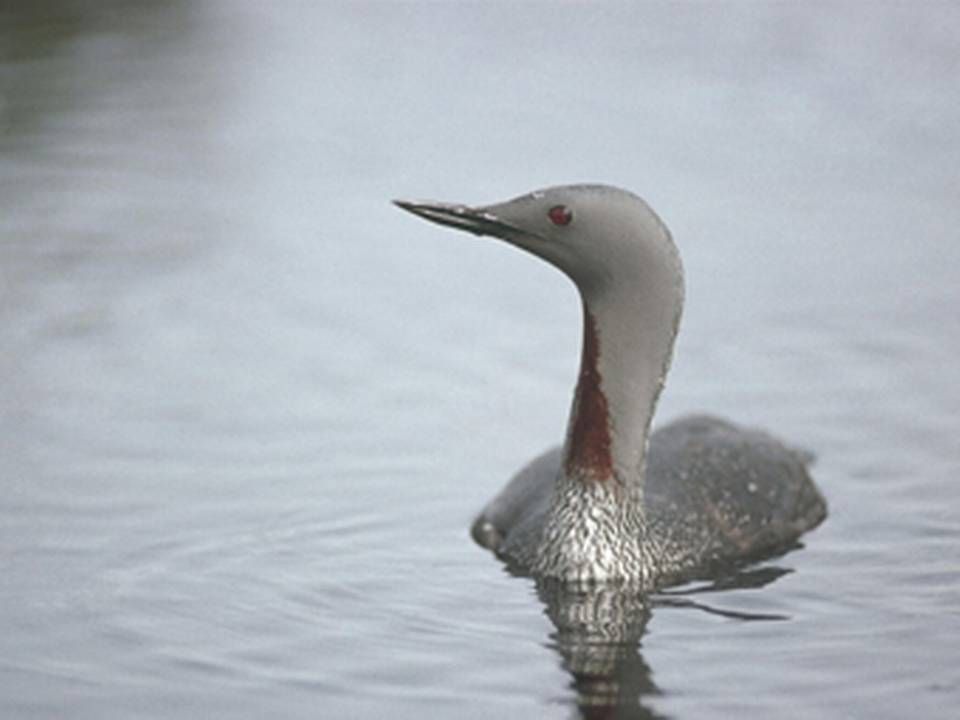Den rødstrubede lom tilbringer blandt andet vinteren i området ved Themsens munding, hvor London Array-parken er placeret. Foto: The Royal Society the Protection of Bird