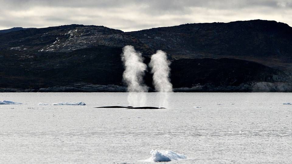 Hvaler bryder sig ikke om seismiske undersøgelser af havbunden, da de høje lyde forstyrrer deres kommunikation. Foto: Casper Dahlhoff | Foto: CASPER DAHLHOFF