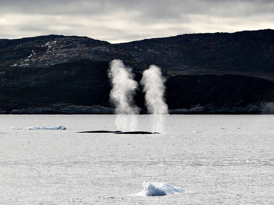 Hvaler bryder sig ikke om seismiske undersøgelser af havbunden, da de høje lyde forstyrrer deres kommunikation. Foto: Casper Dahlhoff | Foto: CASPER DAHLHOFF