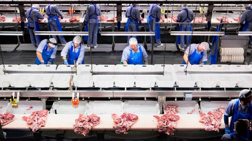 De danske slagterier ventes at øge antallet af slagtninger med næsten 1 mio. grise i løbet af det kommende år. Væksten skyldes, at statsstøtte har sat gang i byggeriet af nye svinestalde. Tørken og de lave svinepriser truer dog med at afspore fremgangen. | Foto: Tycho Gregers/ POLFOTO