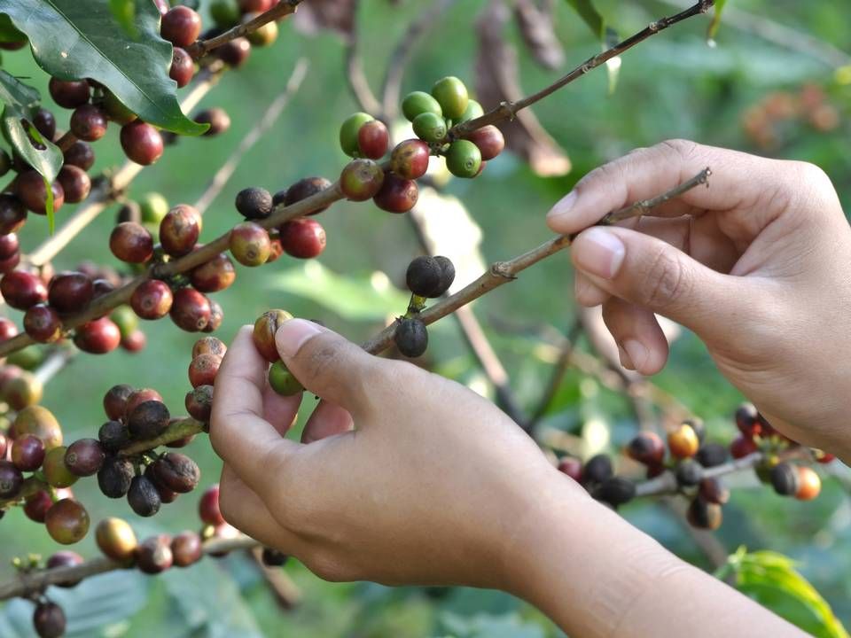 Det skal være de lokale, mexicanske kaffebønner, der skal høste kaffen. | Foto: Colourbox