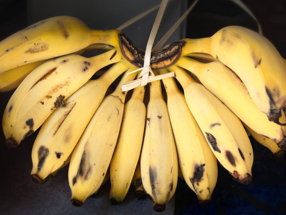 Salling Group og Coop vil udfase konventionelle bananer og udelukkende sælge økologiske fra 2020. | Foto: Colourbox