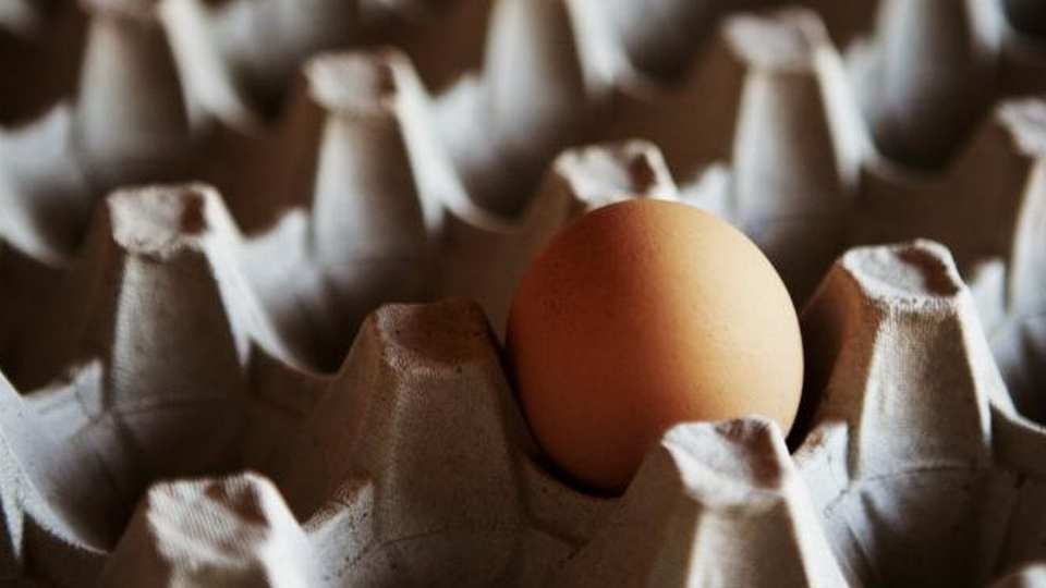 Igen i år blev der solgt og produceret flere æg end nogensinde før. | Foto: Thomas Borberg