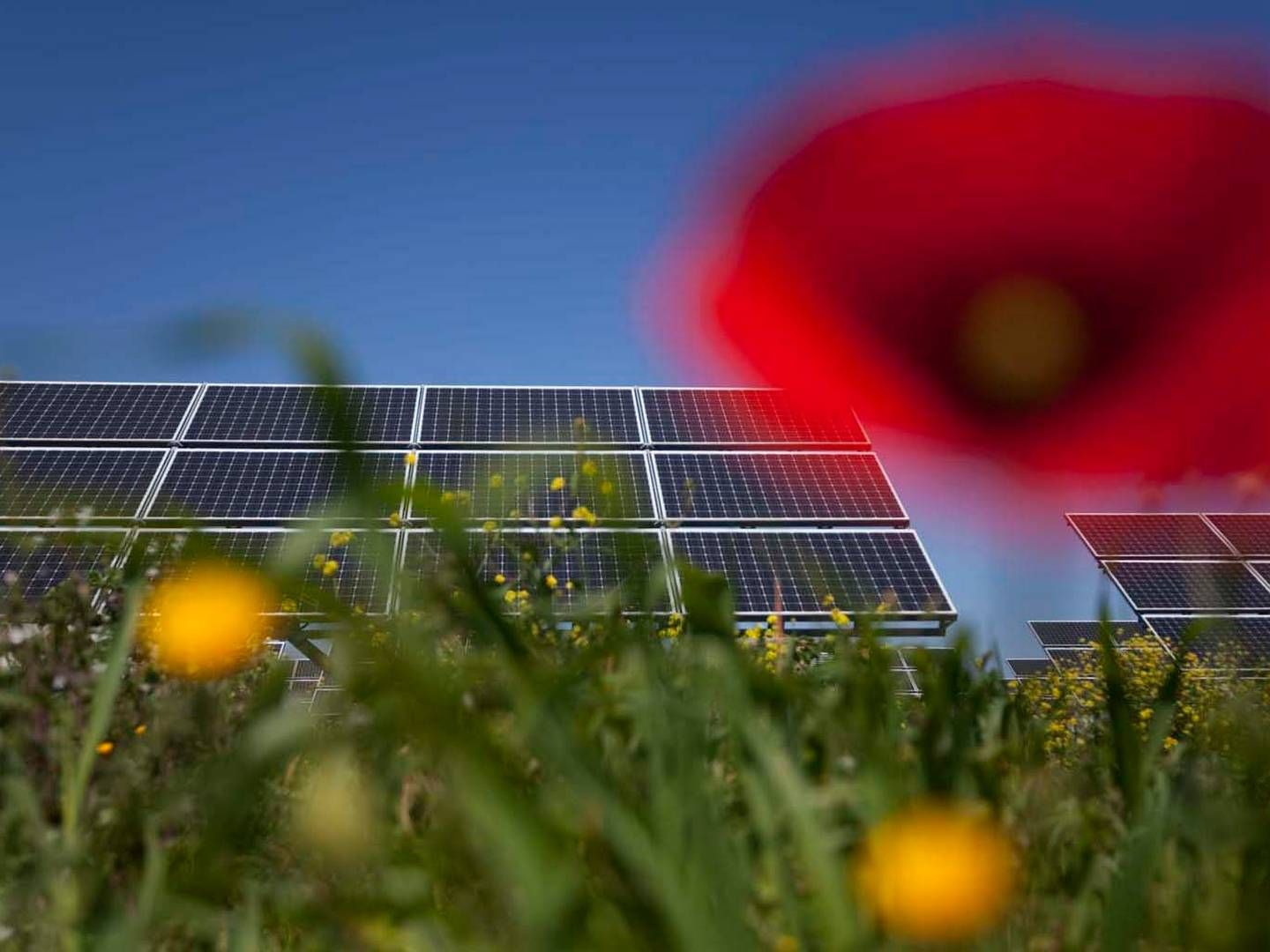 Det er planen at fordele 191 megawatt-solceller på 475 andelsejede anlæg. | Foto: Falck Renewables