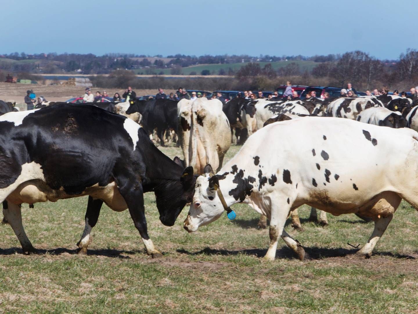 Økologiske mælkeproducenter slår de konventionelle bønder på indtjeningen, viser regnskabsgennemgang | Foto: Stine Bidstrup