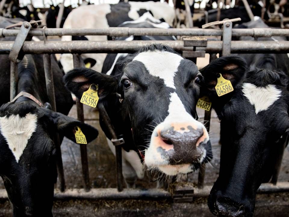 Dansk landbrug har et stort forbrug af soja, der oftest importeres fra Sydamerika. Sojaen indgår i dyrefoderet som en kilde til protein | Foto: Joachim Adrian