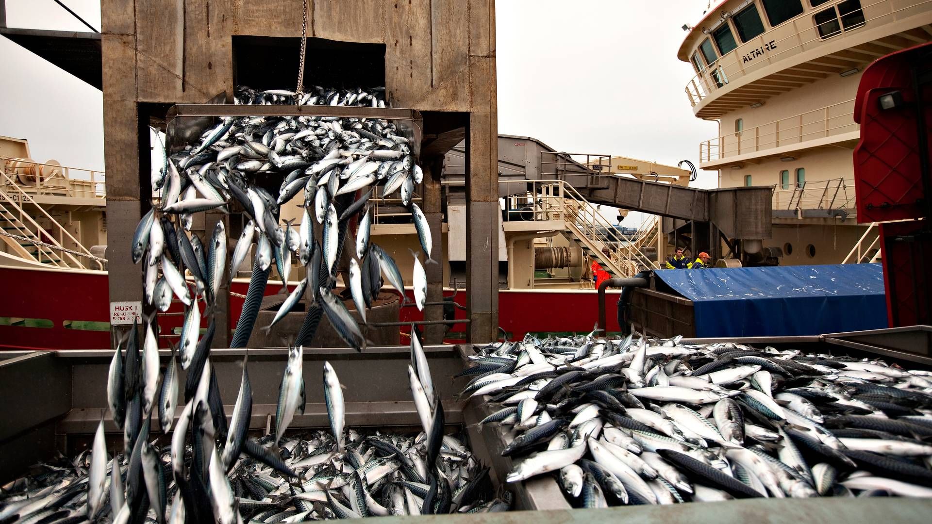 Globale klimaændringer og højere havtemperaturer får makrel til at søge mod Grønland, der kan tjene store penge på fiskeriet. | Foto: Søren Schnoor