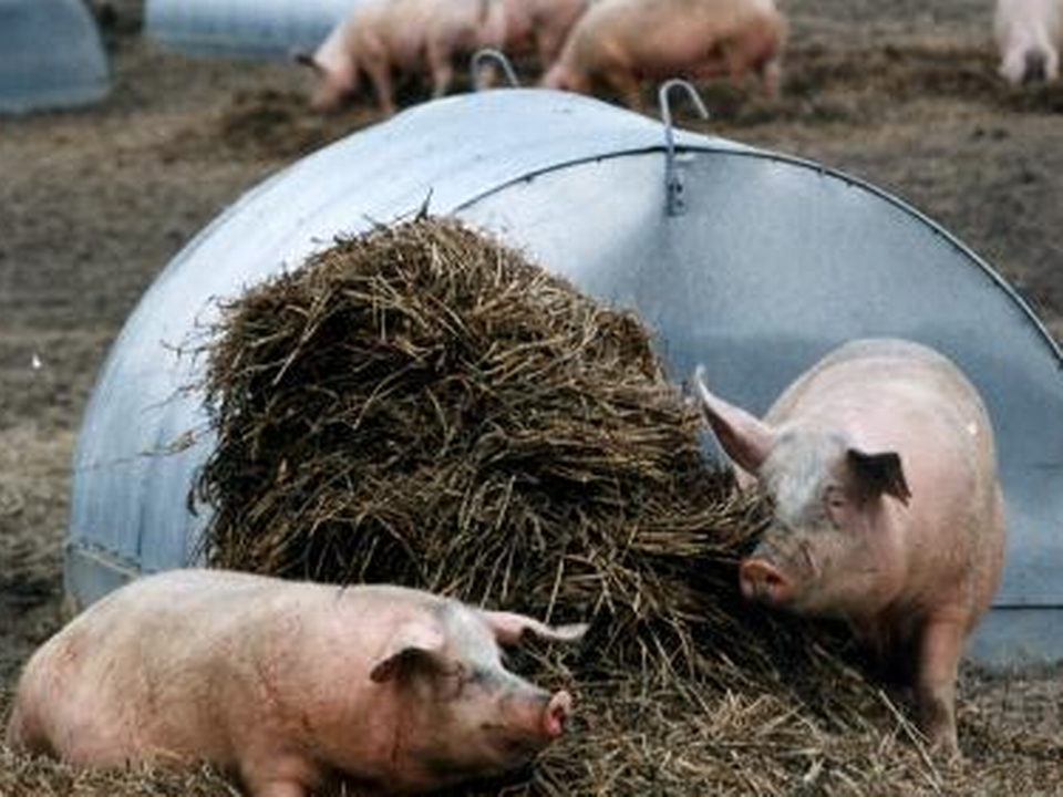 Der er gode priser for de økologiske svineproducenter. | Foto: Finn Frandsen