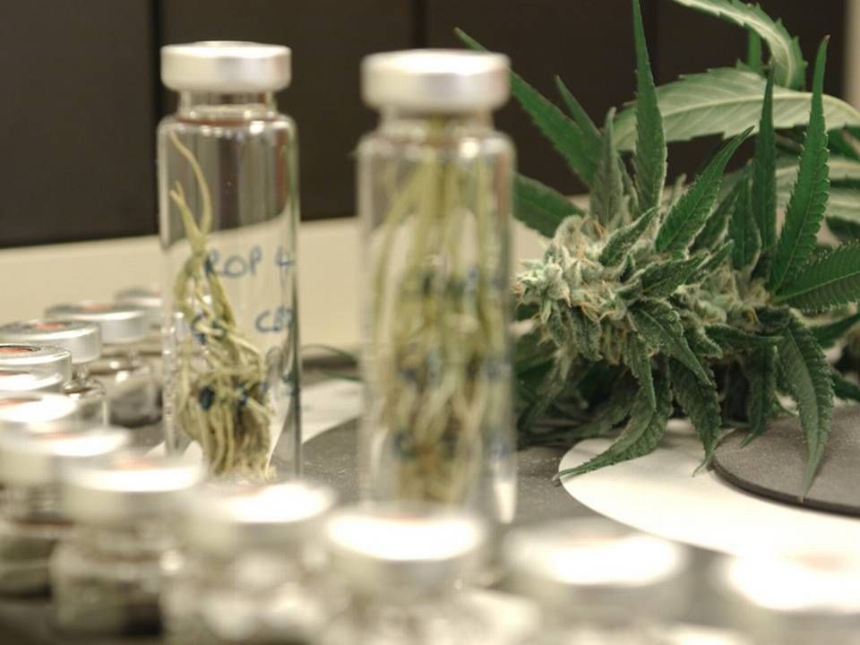 11 virksomheder har fået tilladelse til at dyrke medicinsk cannabis i Danmark. Kun et selskab har imidlertid - indtil nu - fået tilladelse som cannabismellemproduktfremstiller. | Foto: PR