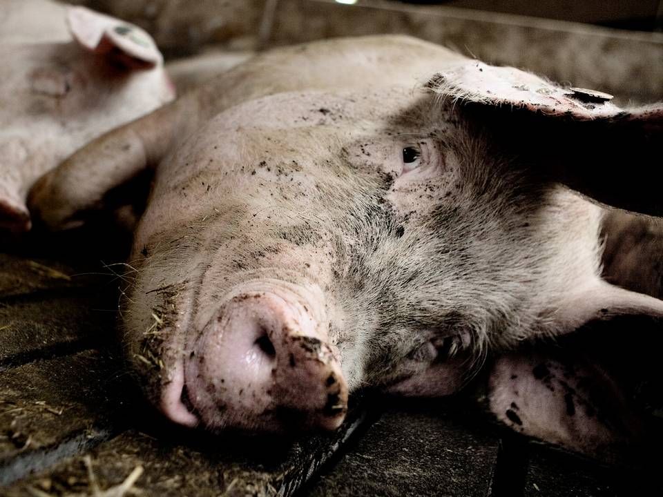 To tredjedele af den danske svinebesætning er smittet med MRSA. | Foto: Joachim Adrian