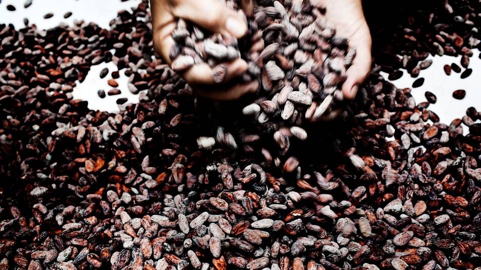 Myndighederne på Elfenbenskysten hæver den såkaldte farmgate pris, som kakaobønderne må tage for deres høst. | Foto: Ditte Valente/ritzau