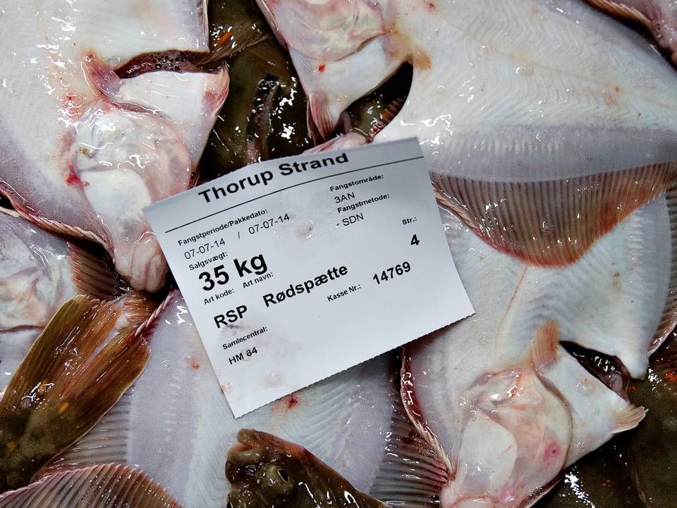 Coop har indgået et samarbejde om at sælge fisk fra det andelsejede Thorupstrand Kystfiskerlaug. | Foto: Astrid Dalum/Polfoto