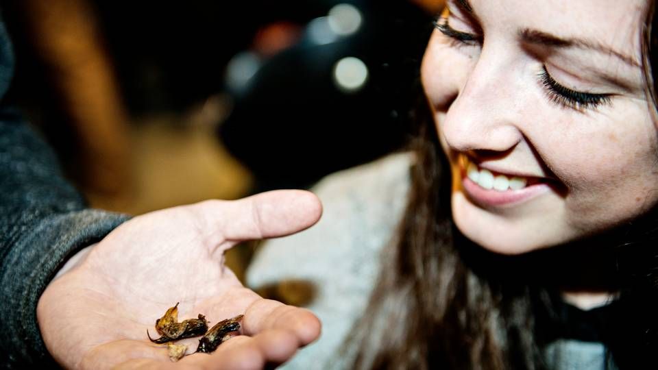 EU-Kommissionen skal tage stilling til, hvilke typer insekter der gerne må sælges som fødevarer til de europæiske forbruger. | Foto: /ritzau/Katinka Hustad