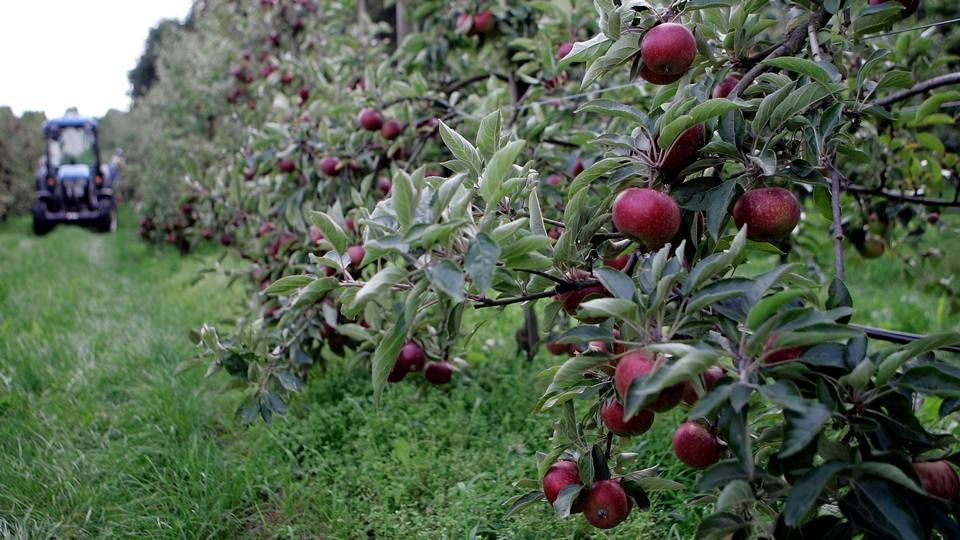 Isvinen bliver bl.a. lavet af Ingrid Marie-æbler. Frugtplantagen på billedet er ikke Østergaard Vin. | Foto: Finn Frandsen/Polfoto/Arkiv