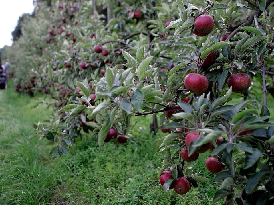 Isvinen bliver bl.a. lavet af Ingrid Marie-æbler. Frugtplantagen på billedet er ikke Østergaard Vin. | Foto: Finn Frandsen/Polfoto/Arkiv