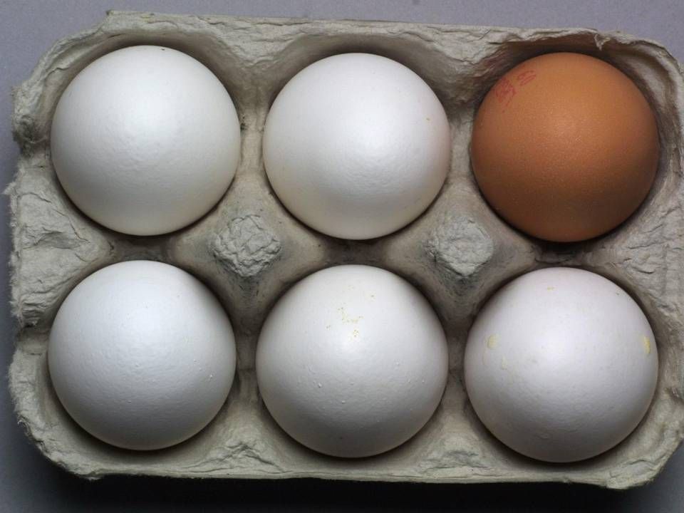 Disse æg skal fremover have en stemplet skal, hvis de vil kalde sig danske. | Foto: Jakob Carlsen/Ritzau Scanpix