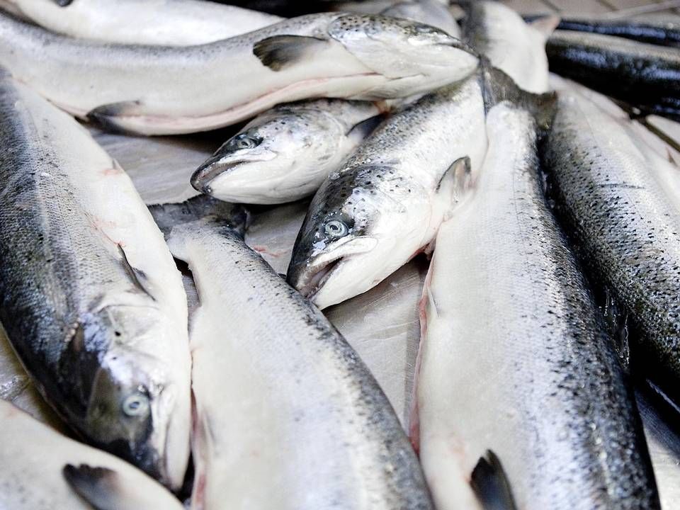 Varde Laks køber sine fisk i Norge og forarbejder dem på sin fabrik i Vestjylland. | Foto: Colourbox