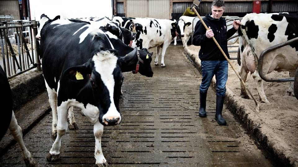 Landmand Jørgen Pedersen fra Vildbjerg i Vestjylland leverer økologisk mælk til Thise Mejeri. | Foto: Joachim Adrian/Polfoto/Arkiv
