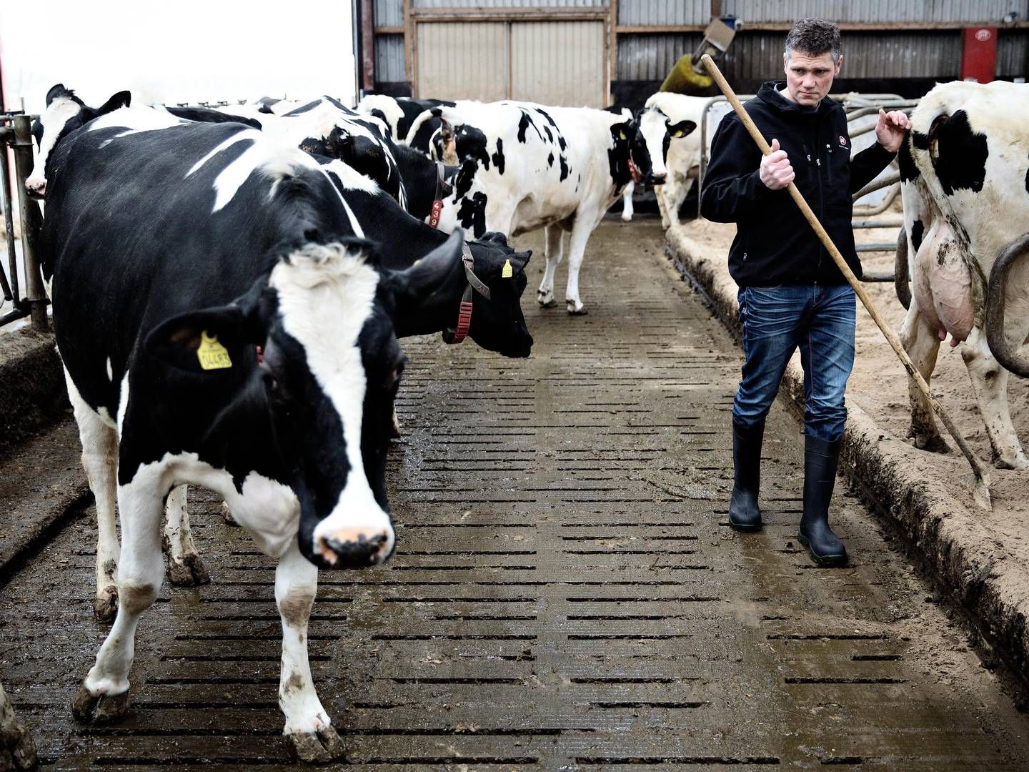 Landmand Jørgen Pedersen fra Vildbjerg i Vestjylland leverer økologisk mælk til Thise Mejeri. | Foto: Joachim Adrian/Polfoto/Arkiv