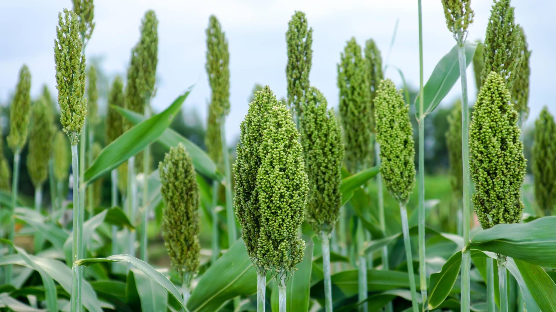 Planten af arten sorghum (Durra) - genrebillede. | Foto: Colourbox