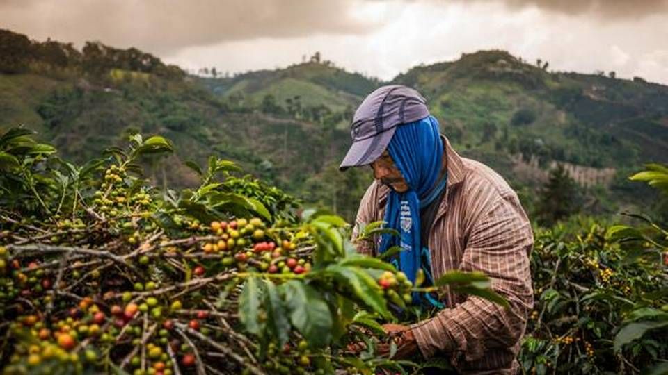 Redaktionen var en tur i Colombia for at kigge nærmere på landets kaffeproduktion. | Foto: Björn Rudnert, Nestlé
