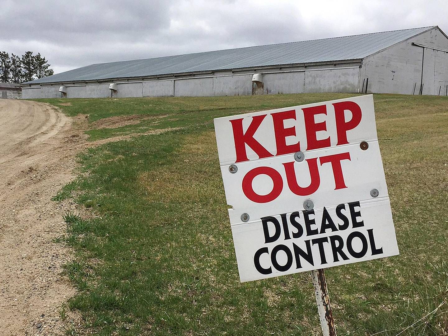 Flere af Hormel Foods' kalkunfaciliteter i USA er i karantæne på grund af fugleinfluenza | Foto: Kirsti Marohn/AP/POLFOTO/arkiv