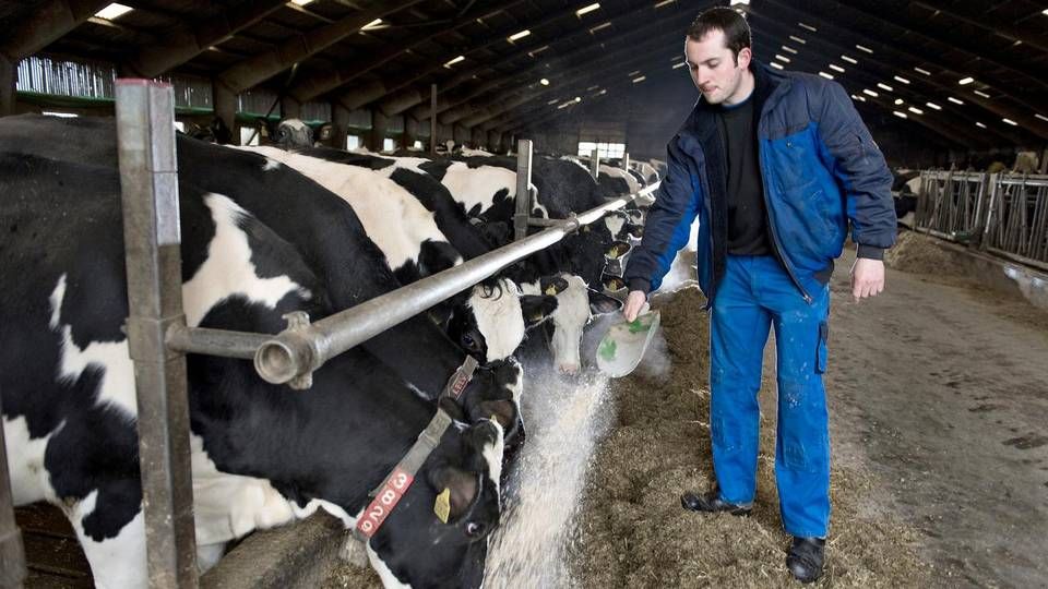 Danske mælkeproducenter har kurs mod en ny nedtur. | Foto: Lars Krabbe/Polfoto/Arkiv