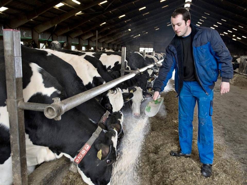Danske mælkeproducenter har kurs mod en ny nedtur. | Foto: Lars Krabbe/Polfoto/Arkiv