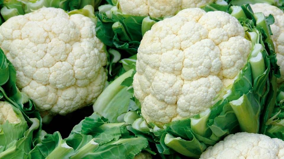 Blomkål er også et resultat af planteforædling og lever ikke vildt i naturen. | Foto: Claus Pedersen/ L&F