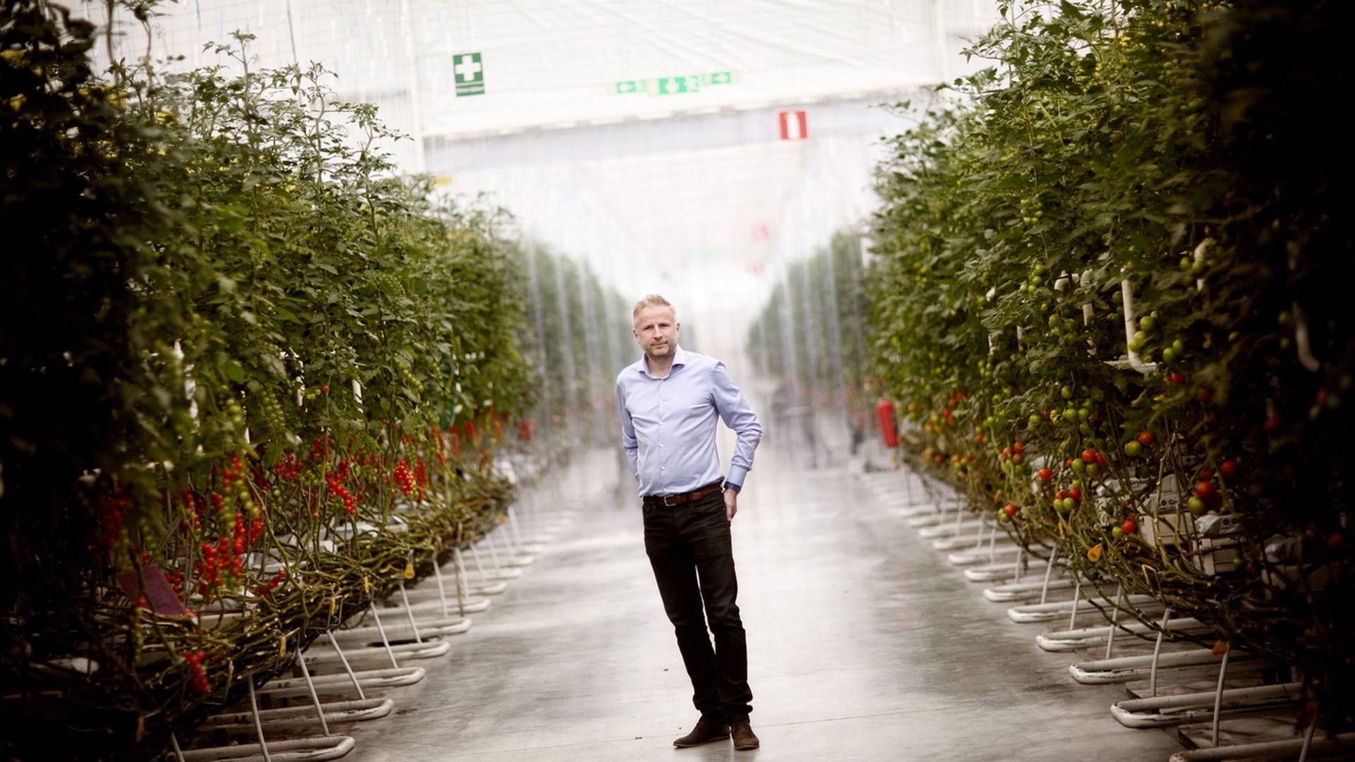 Mads Pedersen kan ikke tjene penge på at producere tomater i Danmark. Nu producerer han i Sverige og tjener millioner af kroner. | Foto: Nicolai Lorenzen/Jyllands-Posten