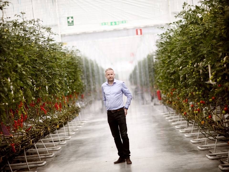 Mads Pedersen kan ikke tjene penge på at producere tomater i Danmark. Nu producerer han i Sverige og tjener millioner af kroner. | Foto: Nicolai Lorenzen/Jyllands-Posten