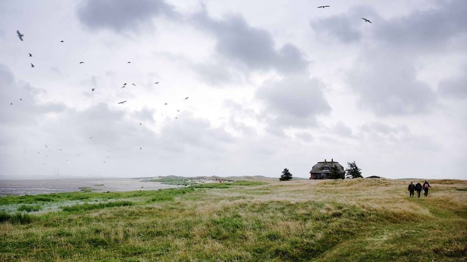 Skallingen og øen Langli i Ho bugt ligger i Vadehavet, der både er naturpark og udnævnt til Verdensarv. | Foto: Morten Langkilde/Polfoto/Arkiv