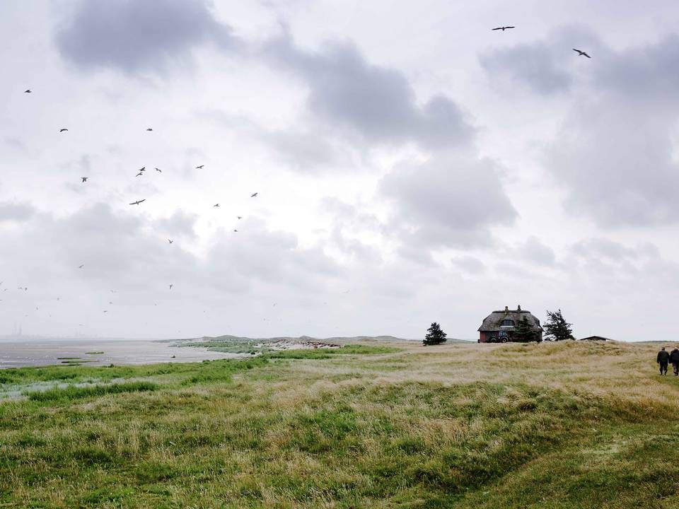 Skallingen og øen Langli i Ho bugt ligger i Vadehavet, der både er naturpark og udnævnt til Verdensarv. | Foto: Morten Langkilde/Polfoto/Arkiv