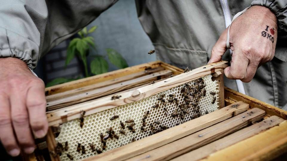 Bistaderne hos Naturmælks landmænd bliver passet af professionelle biavlere. | Foto: Miriam Dalsgaard/Polfoto/Arkiv