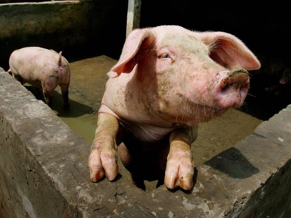 Det begyndte med fem landmænd på Bornholm, senere 17 i Nordjylland, og nu har 70 svinebønder stillet sig i kø for at blive antibiotikafrie. | Foto: Elizabeth Dalziel/AP/Ritzau/arkiv