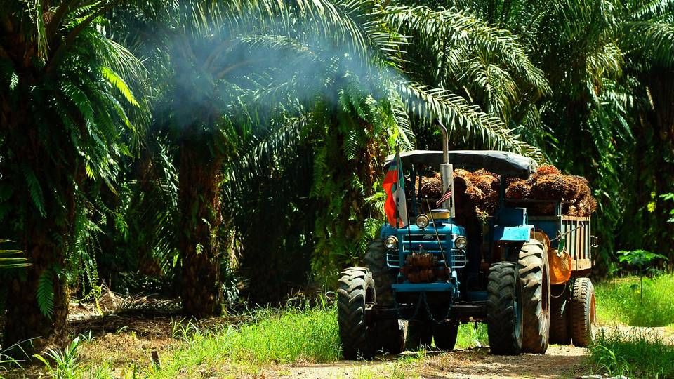 Høst af palmefrugter i Malaysia (billedet er ikke fra UIE) | Foto: Louis Pang/AP/POLFOTO/arkiv