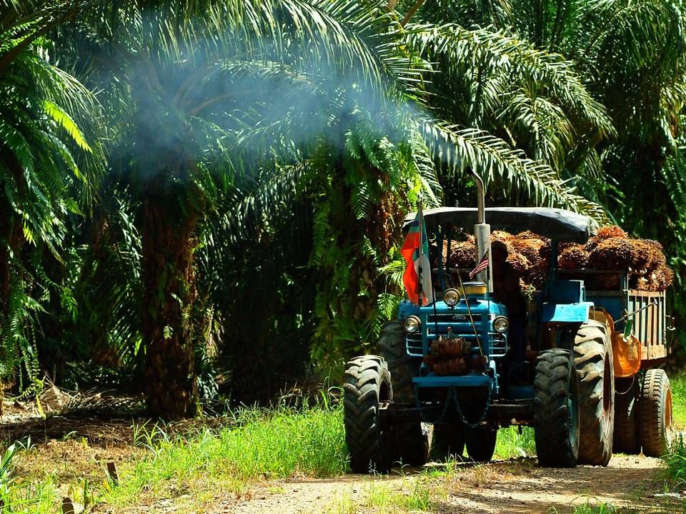 Høst af palmefrugter i Malaysia (billedet er ikke fra UIE) | Foto: Louis Pang/AP/POLFOTO/arkiv