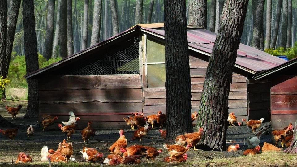 De fritlevende kyllinger fra Løgismose ude i skoven i Pyrenæerne i Frankrig, hvor de går frit ude hele året.