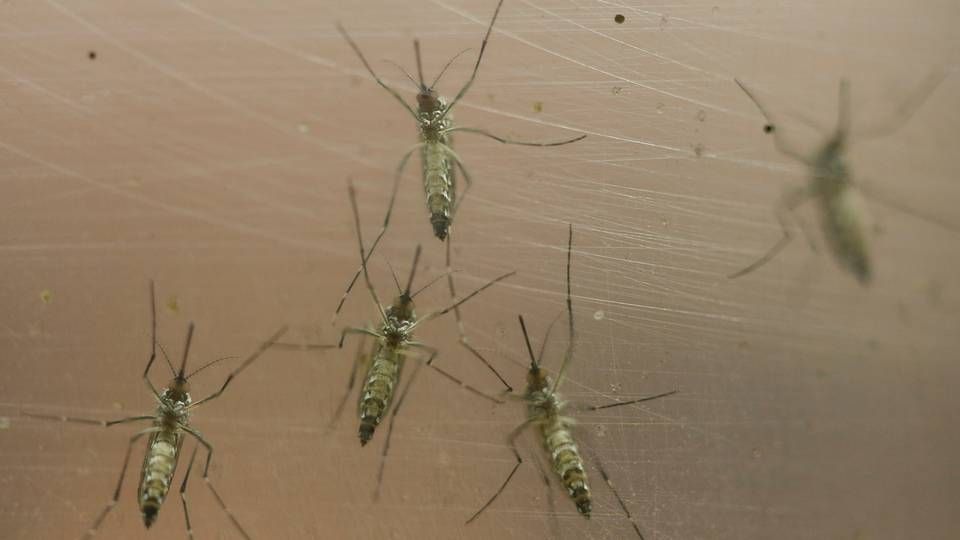 Virusset spreder sig gennem myg som disse | Foto: Andre Penner/AP/POLFOTO