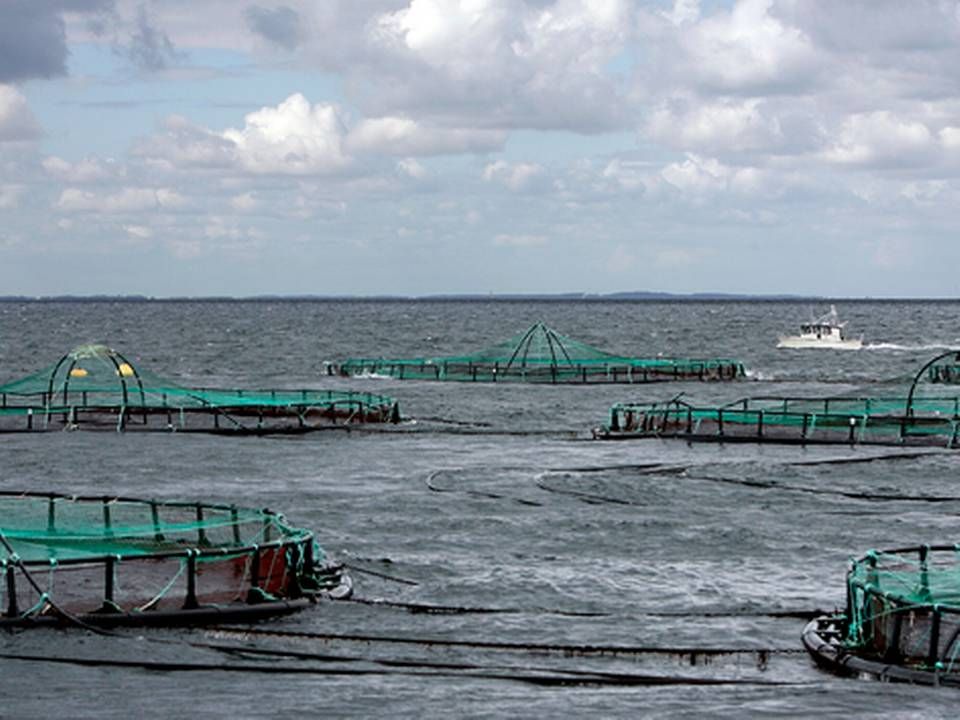 Produktionen af laks er under pres i både Norge og Chile, efter at anlæggene er blevet indtaget af lakselus og alger. Laksepriserne stiger, og i Coop er man bekymret for udviklingen. | Foto: FINN FRANDSEN/POLFOTO/ARKIV