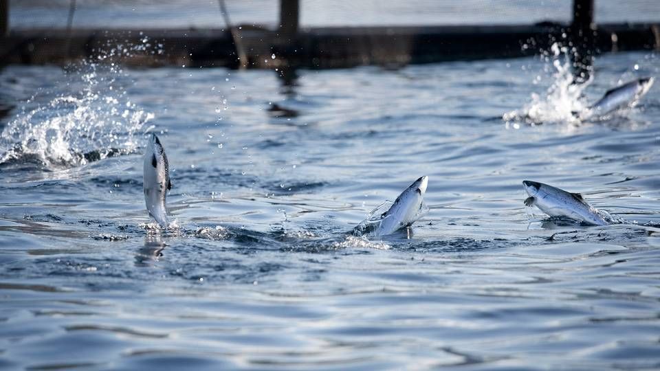 2016 ar været særdeles gunstigt for specielt norske lakseproducenter, da den lave oliepris og valutakurs i Norge, giver de norske selskaber gode konkurrencefordele. | Foto: Cermaq/PR