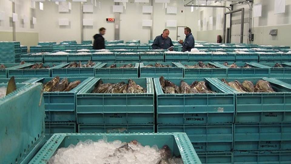 Der forbrugers og købes mere og mere fisk i EU. | Foto: DFPO.