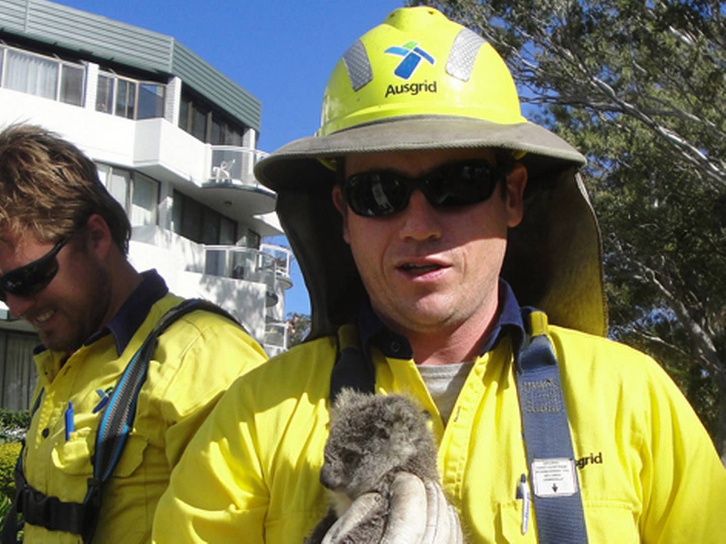 I 2013 blev en koala reddet af AusGrids elinstallatører i den australske by Port Stevens. Bjørnen følger dog så vidt vides ikke med i den 84 mia. kr. dyre handel.