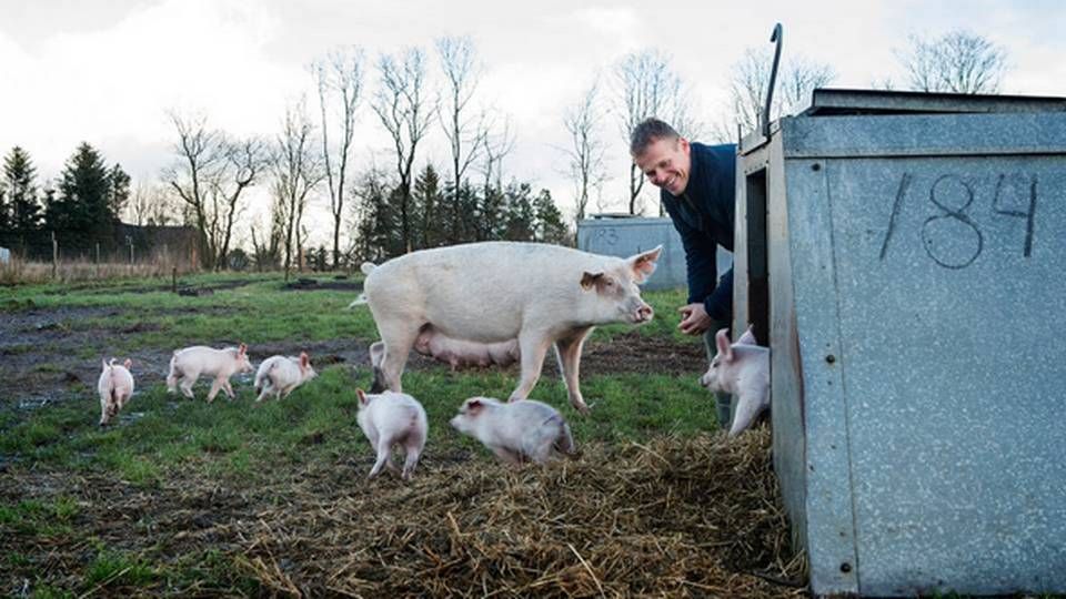 Landmand Bertel Hestbjerg har som den første leverandør fået tildelt den højeste karakter i Coops nye dyrevelfærdsmærkning. | Foto: Rune Aarestrup Pedersen/Jyllands-Posten