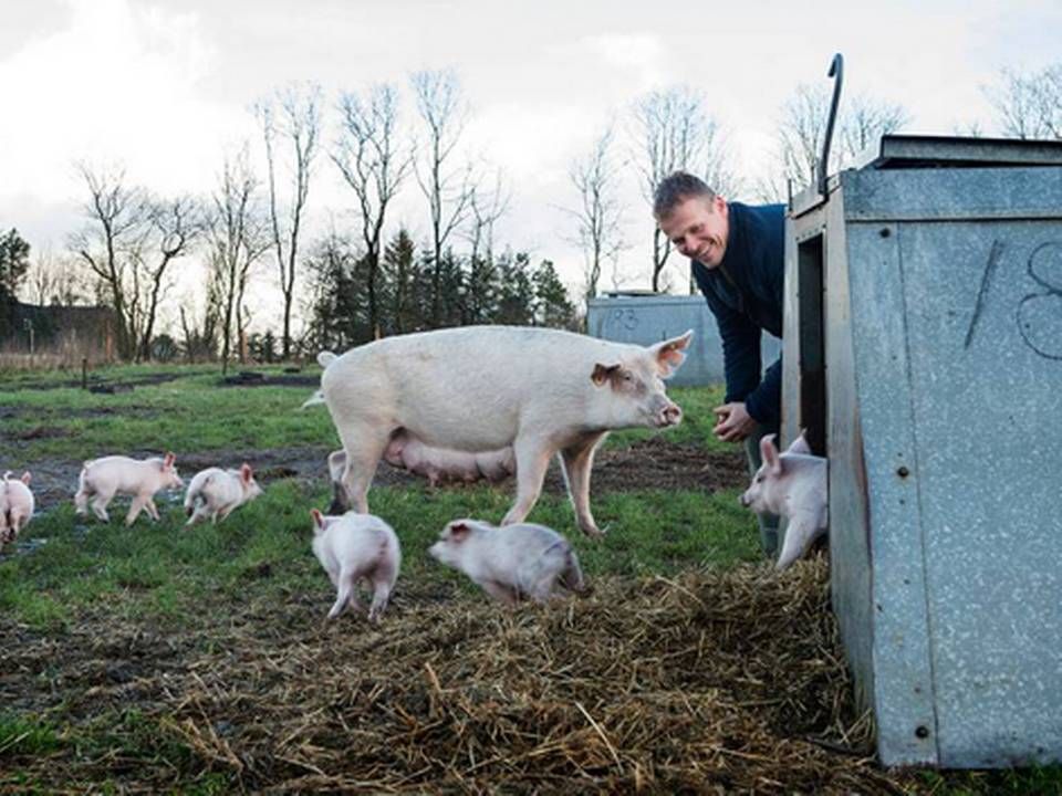 Landmand Bertel Hestbjerg har som den første leverandør fået tildelt den højeste karakter i Coops nye dyrevelfærdsmærkning. | Foto: Rune Aarestrup Pedersen/Jyllands-Posten