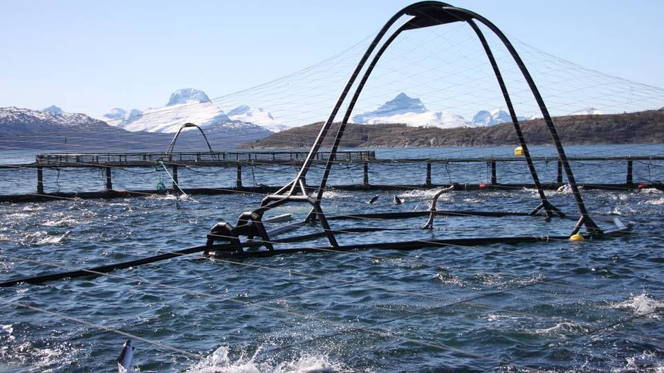 Billedet viser et lakseopdræt (dambrug) på havet. | Foto: Marine Harvest