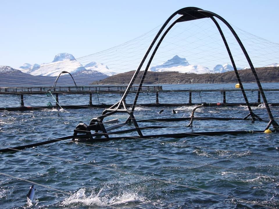 Norske Marine Harvest er den altdominerende spiller inden for produktion af laks. | Foto: Marine Harvest