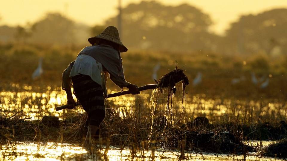 Nordic Food Partners har landet en større aftale med en økologisk producent af ris i Cambodja. | Foto: AUNG SHINE OO/AP/POLFOTO/ARKIV
