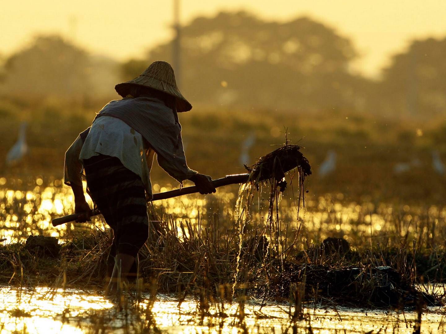 Nordic Food Partners har landet en større aftale med en økologisk producent af ris i Cambodja. | Foto: AUNG SHINE OO/AP/POLFOTO/ARKIV